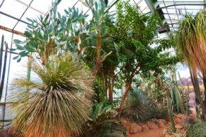 Jardin des Plantes lyon in winter