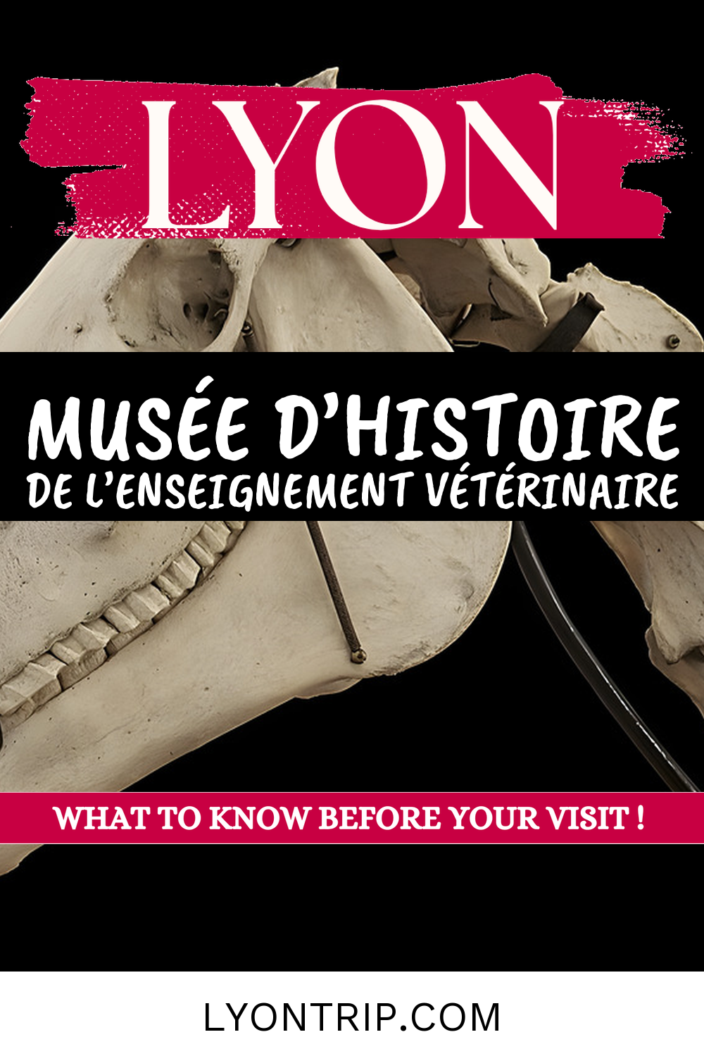 pin 1 musee histoire enseignement veterinaire lyon lyontrip