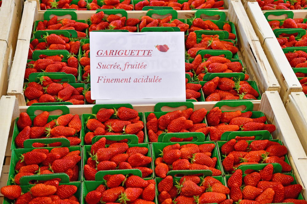 gariguette fraise strawberries france